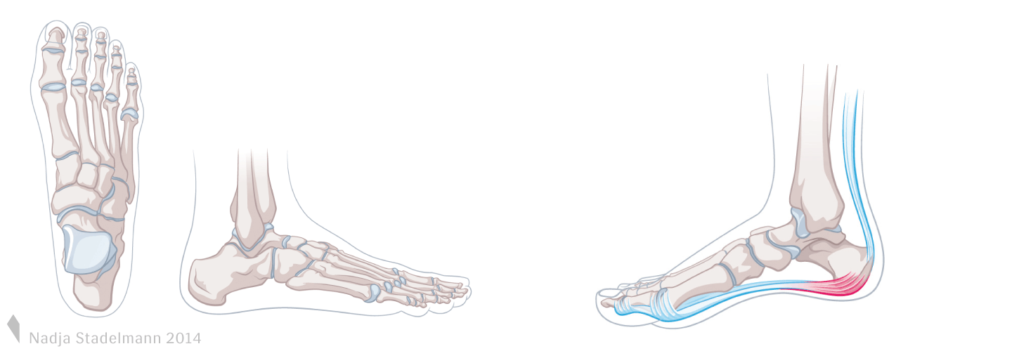 Anatomie Fuss Fersenschmerz Nadja Stadelmann