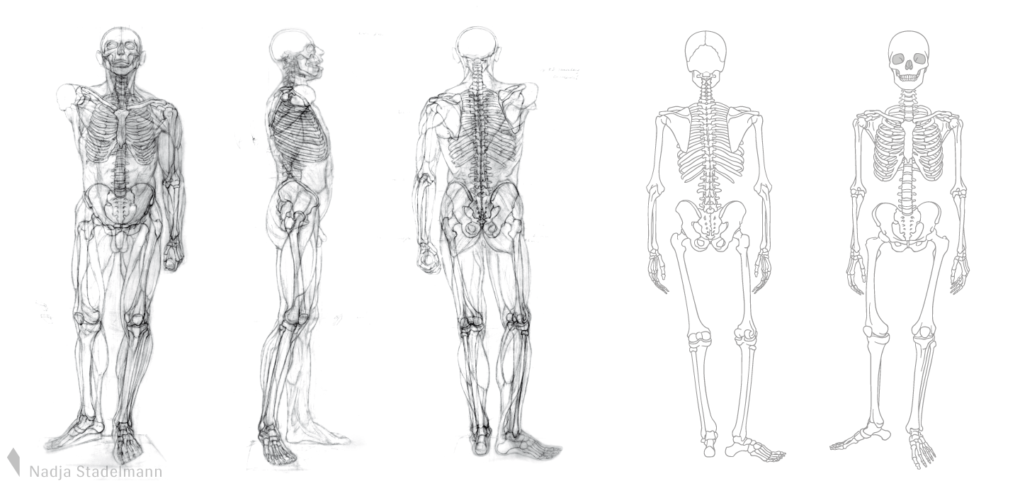 Nadja Stadelmann Skelett Mensch